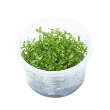 Tropica Proserpinaca palustris 1-2-GROW x 3